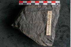 Foto (Detailansicht) von Asplenium hochstetteri Unger (NHMW-GEO-2024-0188-10302)